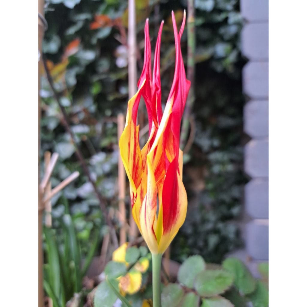 Tulipano acuminata - Tulipano botanico