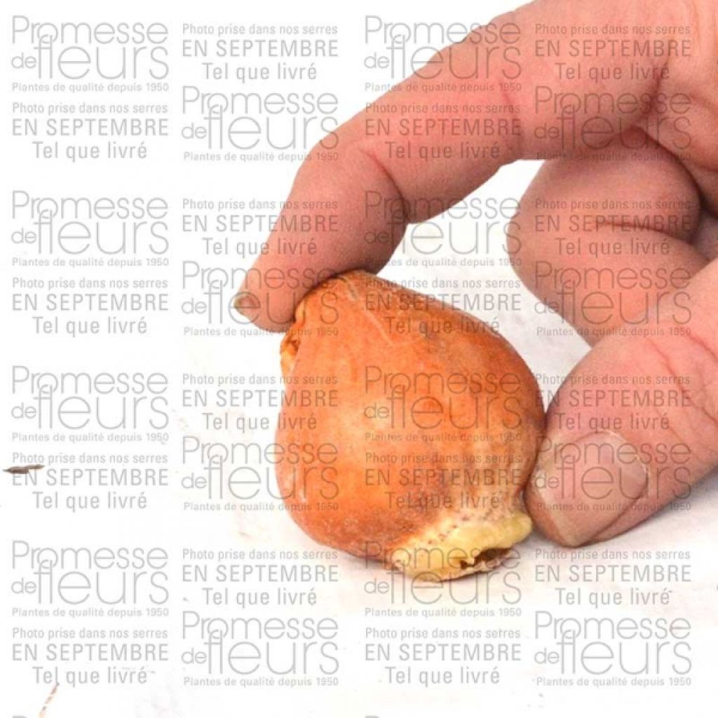 Tulipano botanico humilis Odalisque