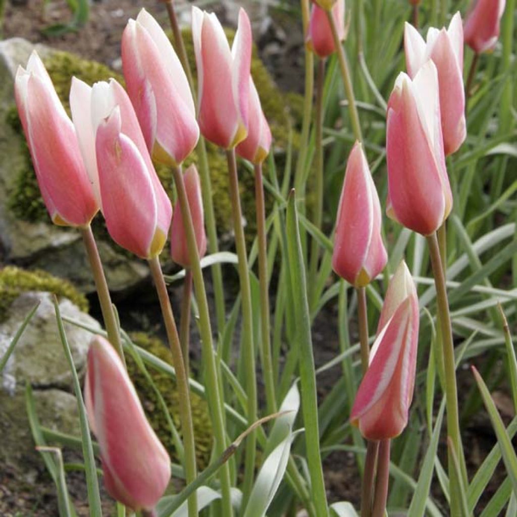 Tulipano clusiana Lady Jane