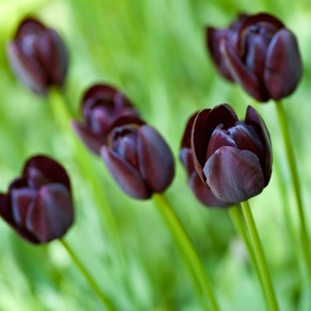 Tulipano Reine de la Nuit