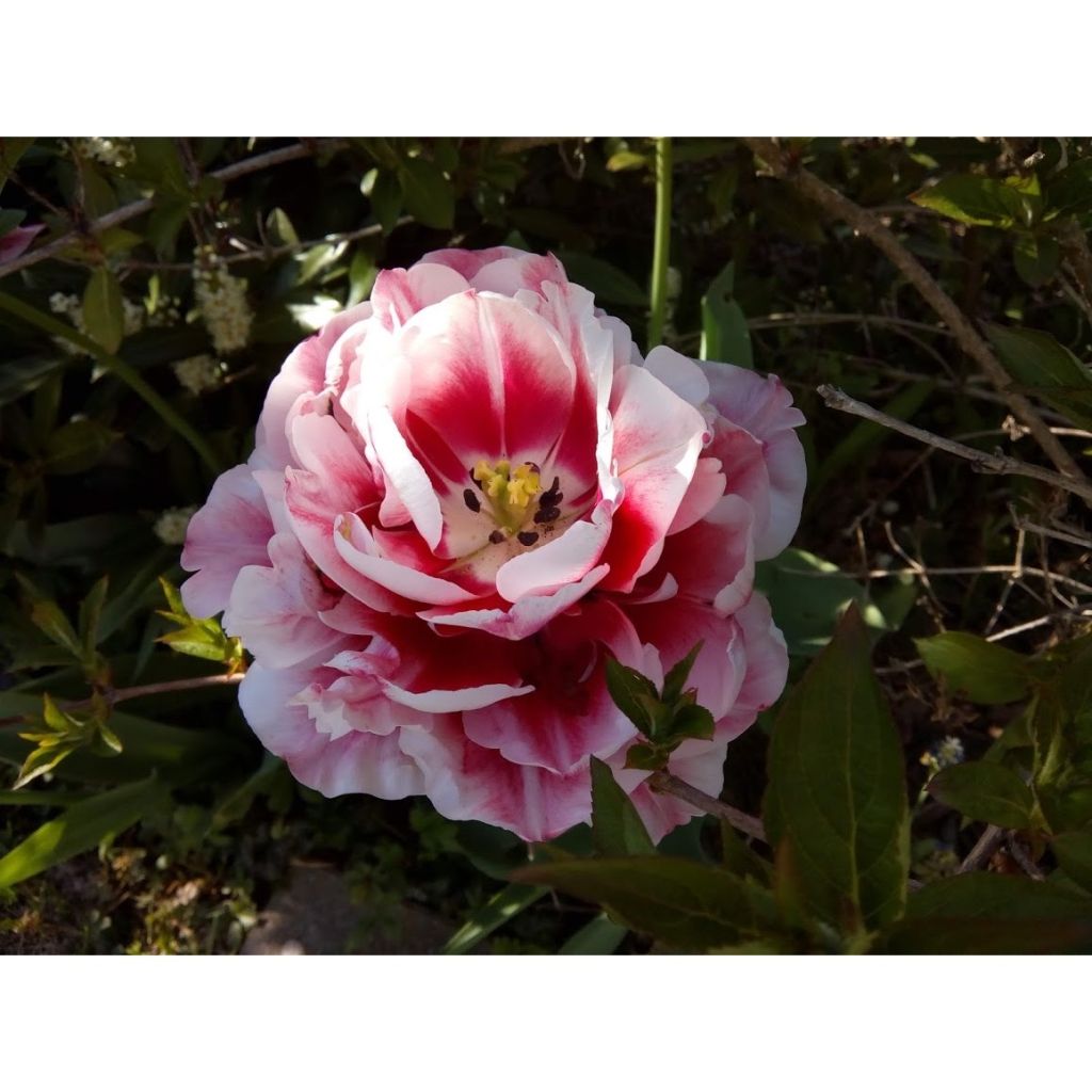 Tulipano Gerbrandt Kieft