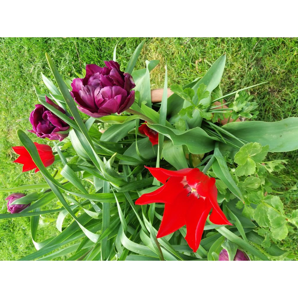 Tulipano Giglio Red Shine