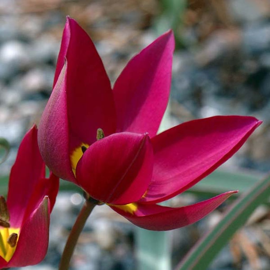 Tulipano botanico humilis Odalisque