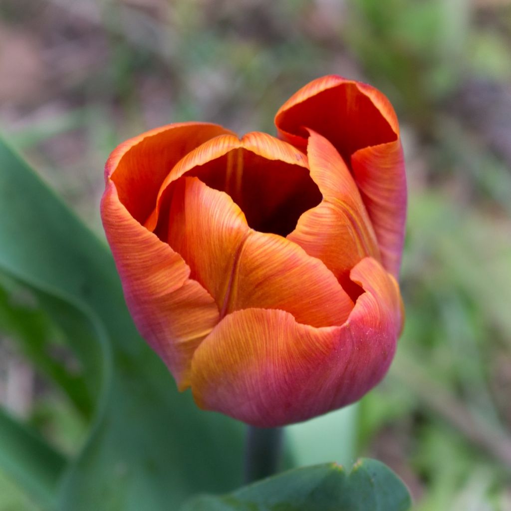Tulipano Trionfo Cairo