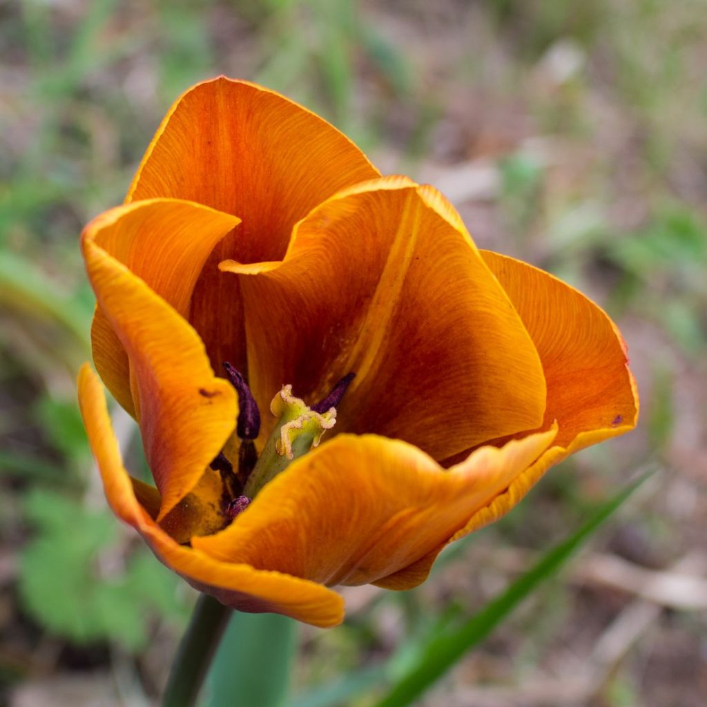 Tulipano Trionfo Cairo