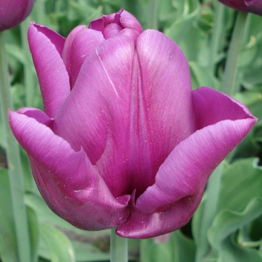 Tulipano Trionfo Passionale