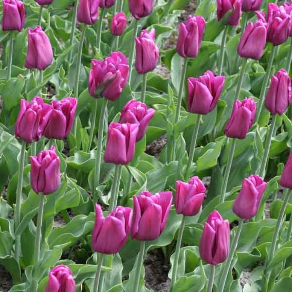 Tulipano Trionfo Passionale