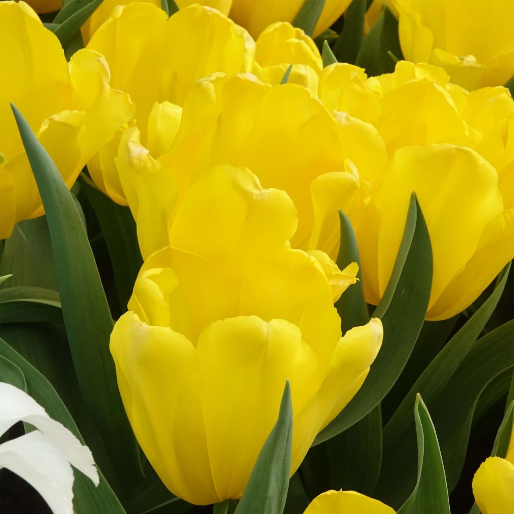 Tulipano Trionfo Shooting Star