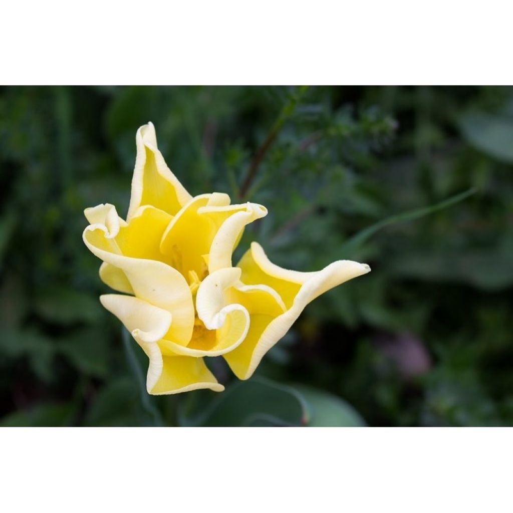 Tulipano Trionfo Yellow Crown