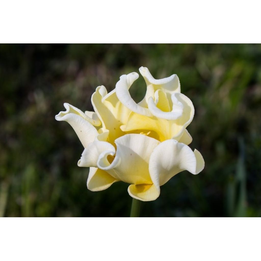 Tulipano Trionfo Yellow Crown