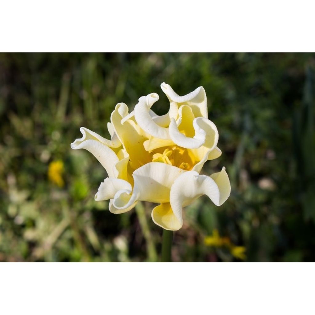 Tulipano Trionfo Yellow Crown