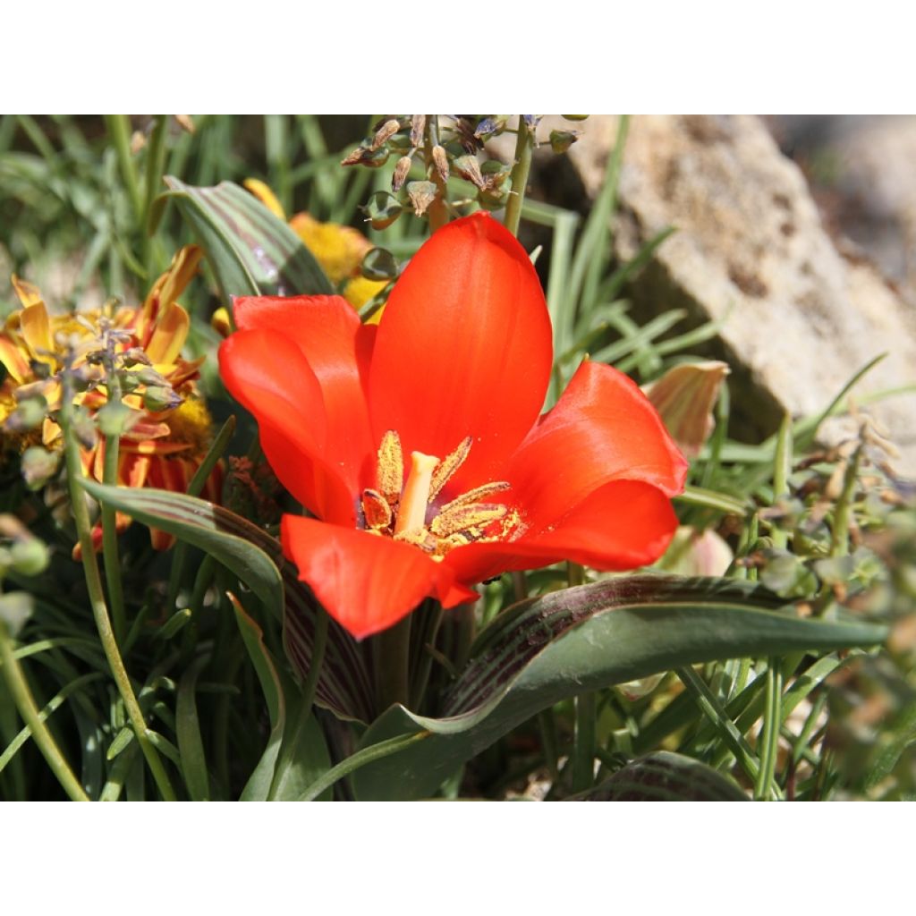 Tulipano greigii Petit Chaperon Rouge