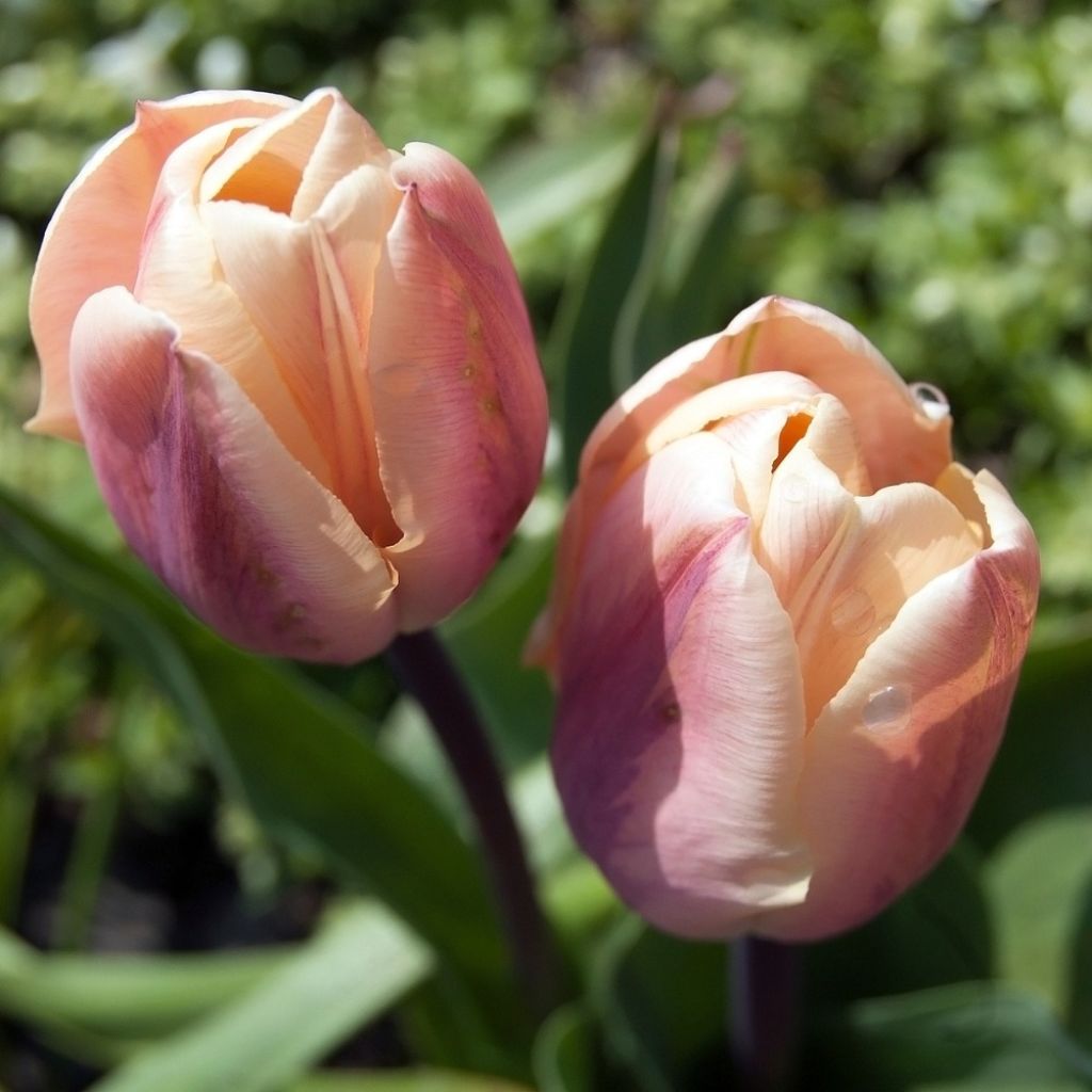 Tulipano La Belle Epoque