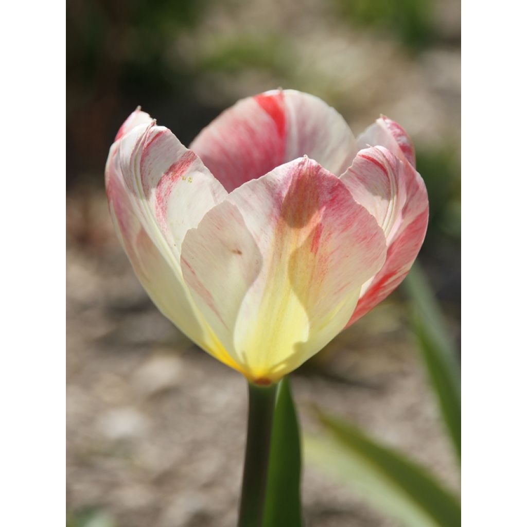 Tulipano fosteriana Flaming Purissima