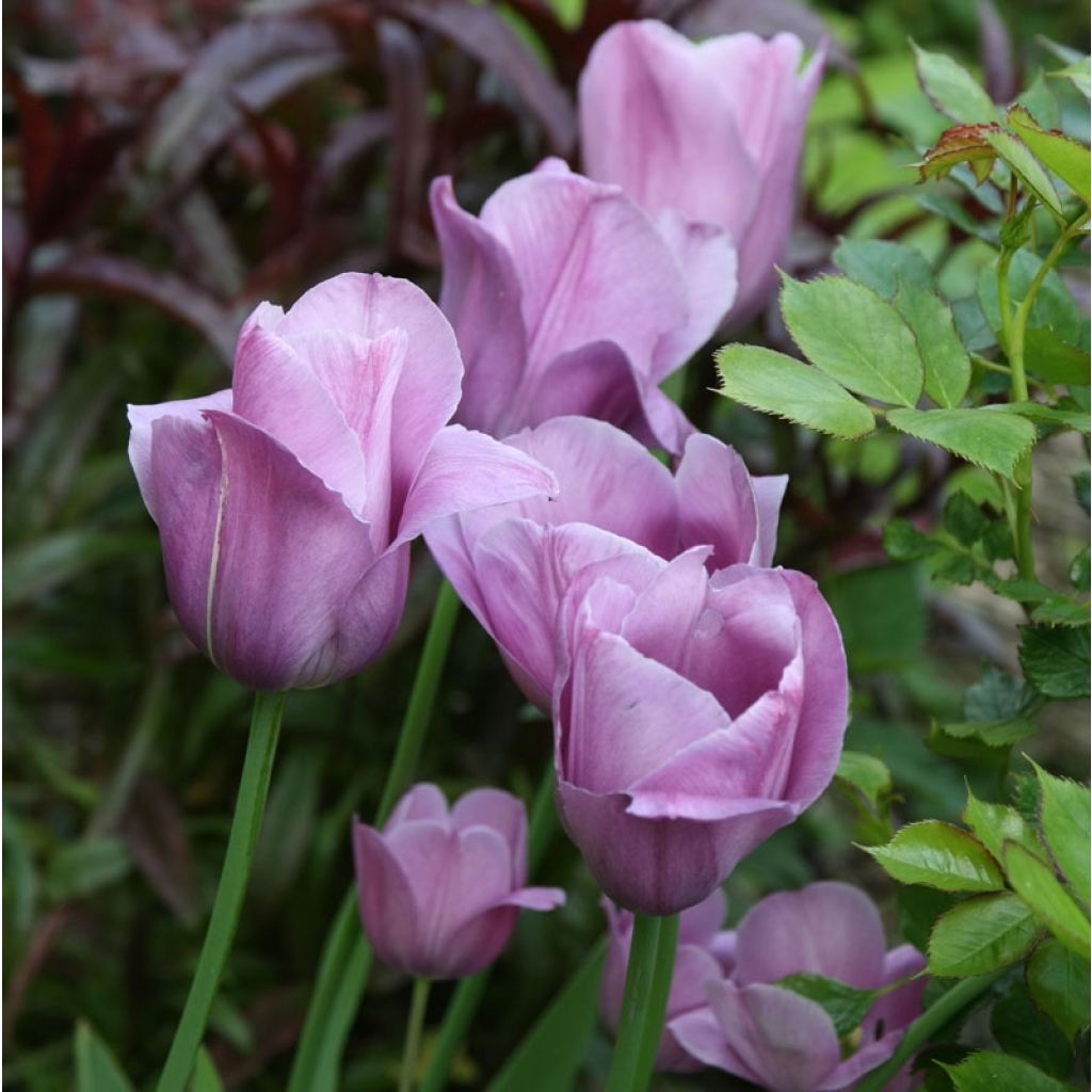 Tulipano Violet Beauty