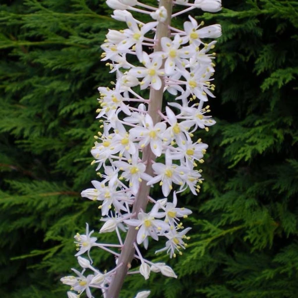 Urginea maritima - Scilla marina