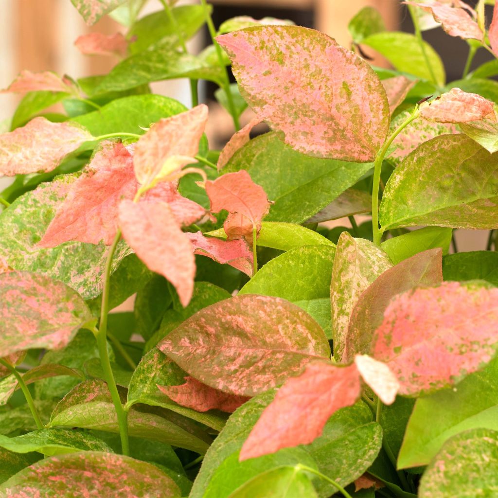 Mirtillo gigante americano - Flamingo