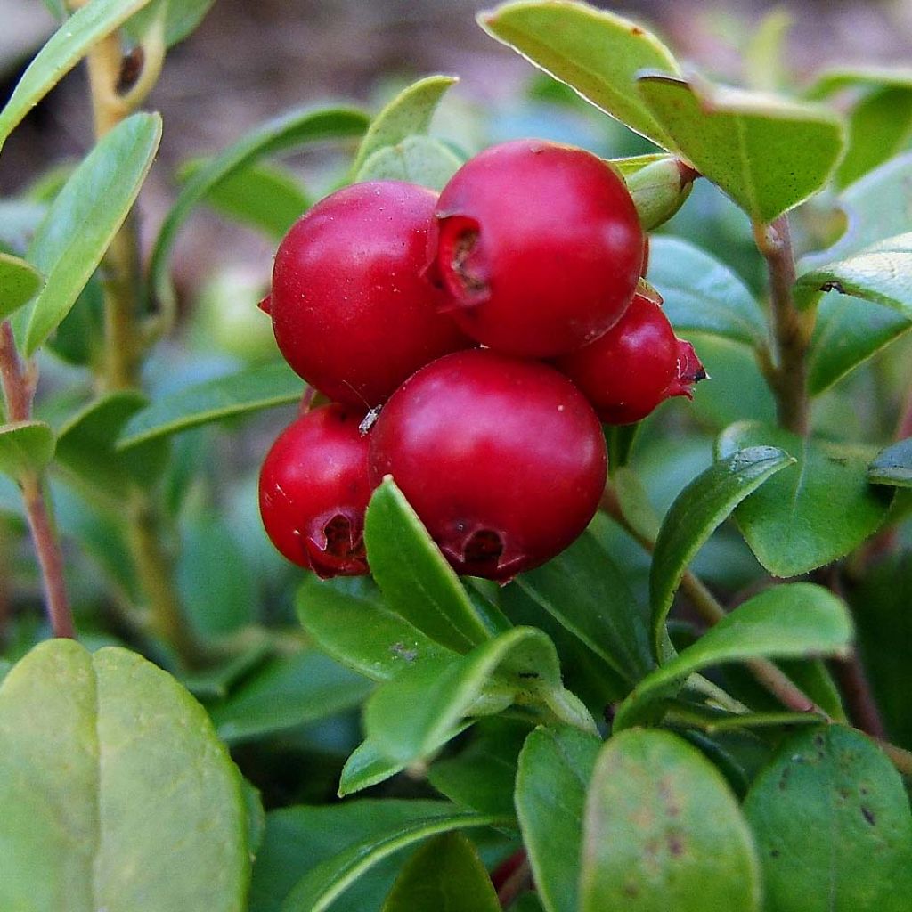 Vaccinium vitis idaea - Mirtillo rosso