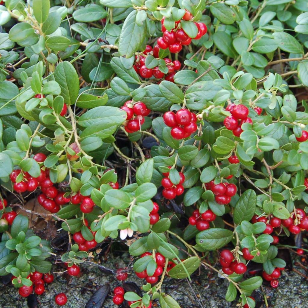 Vaccinium vitis idaea - Mirtillo rosso