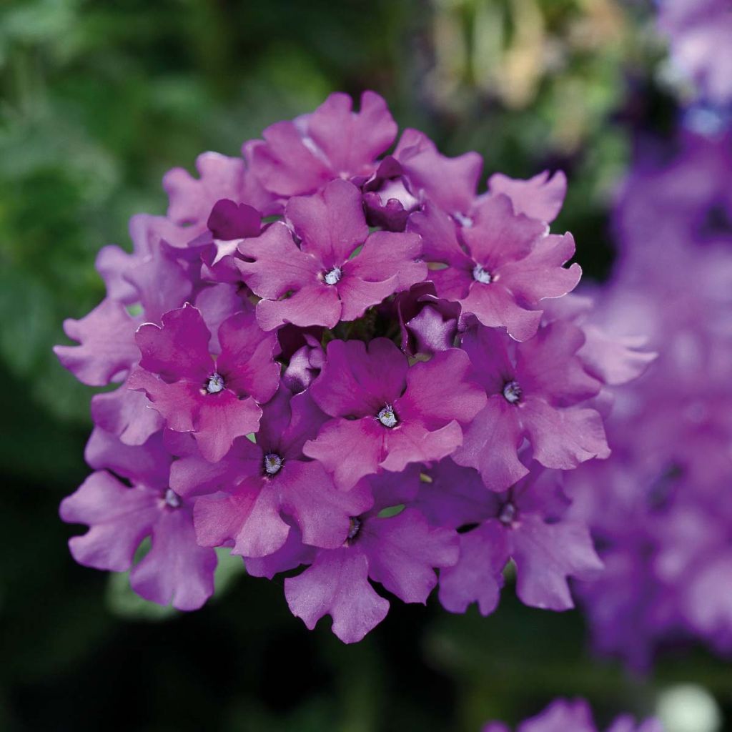 Verbena Endurascape Purple Imp