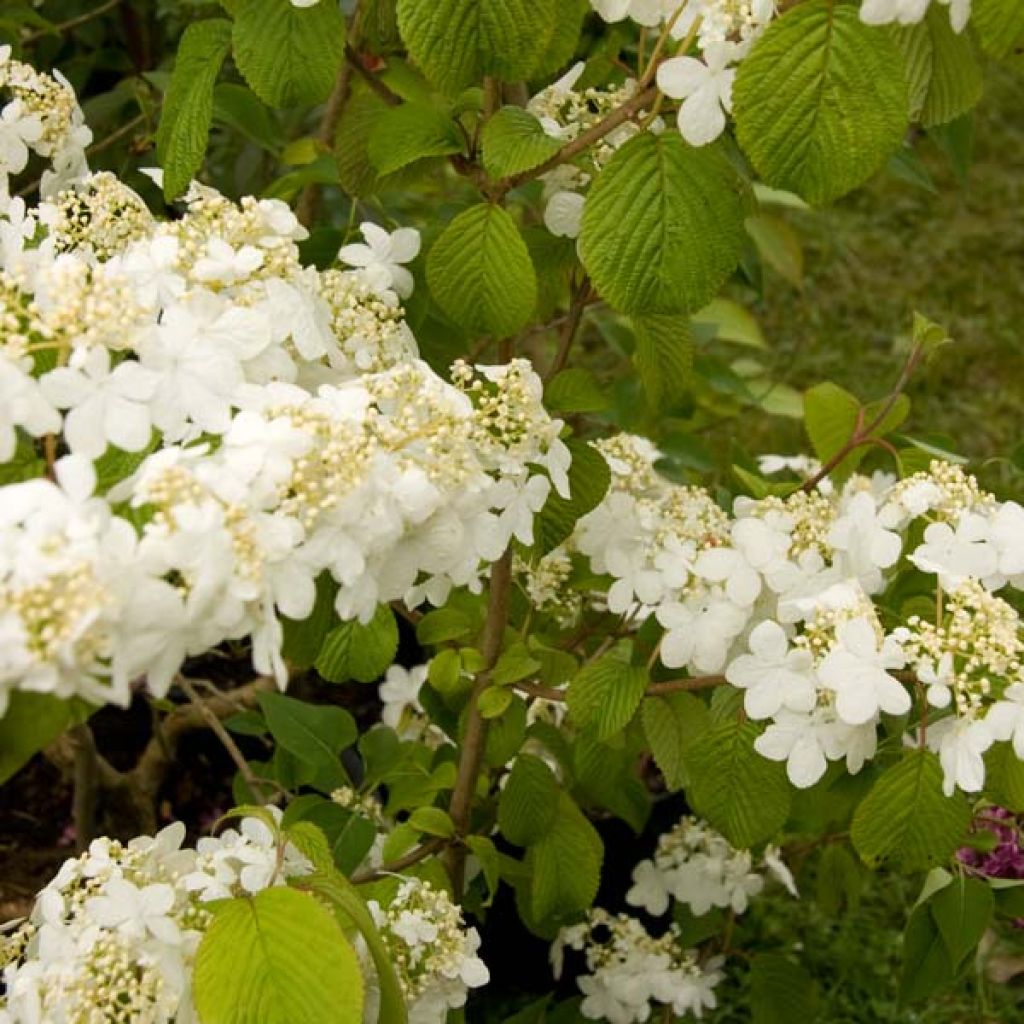Viburnum plicatum Summer Snow Flake
