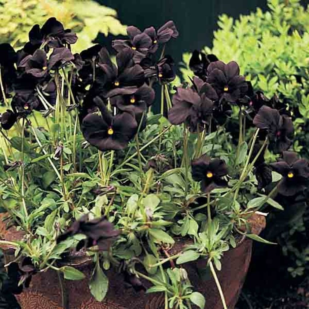 Viola Cornuta Molly Sanderson, violette, pensée