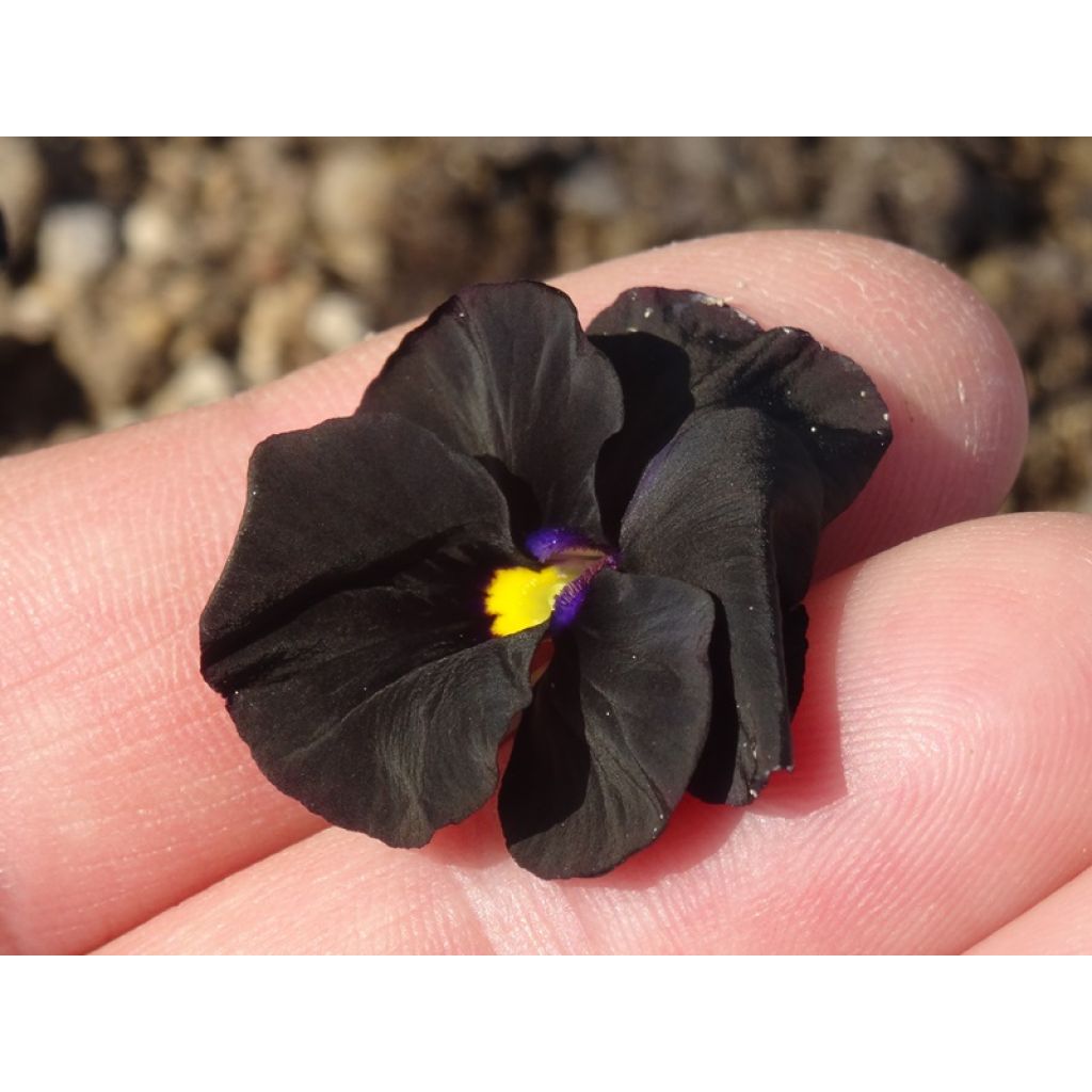 Viola cornuta Molly Sanderson
