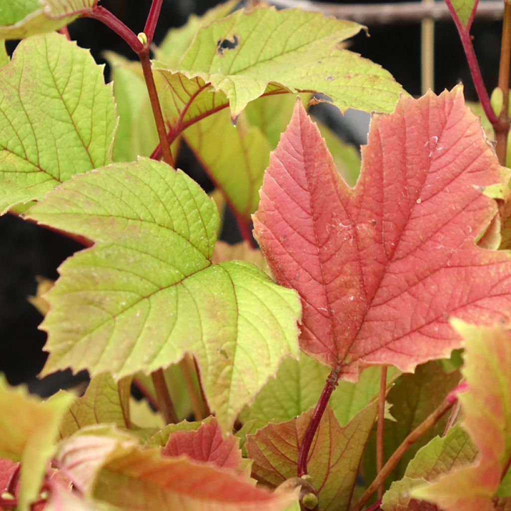 Viburnum trilobum Spring Red Compact