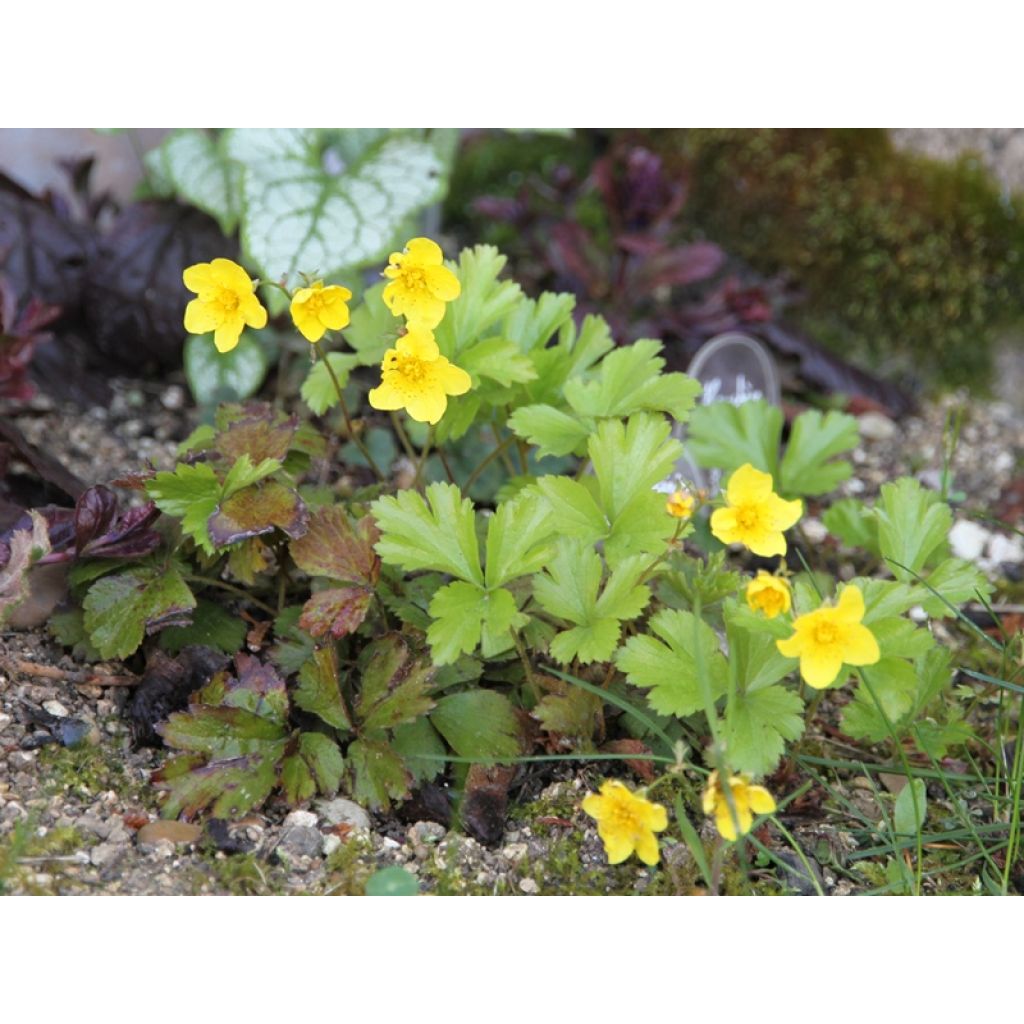 touffe obtenue en un an