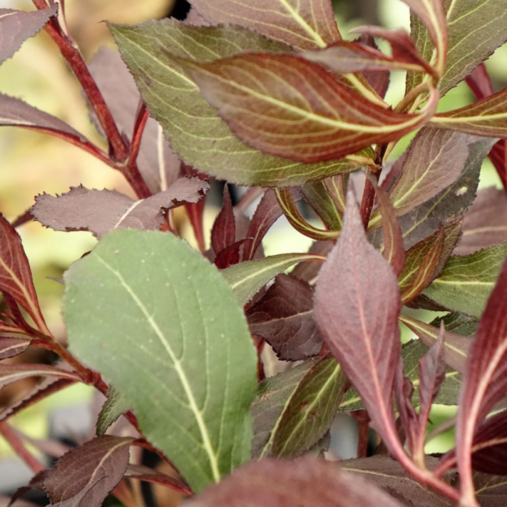 Weigelia Electric Love