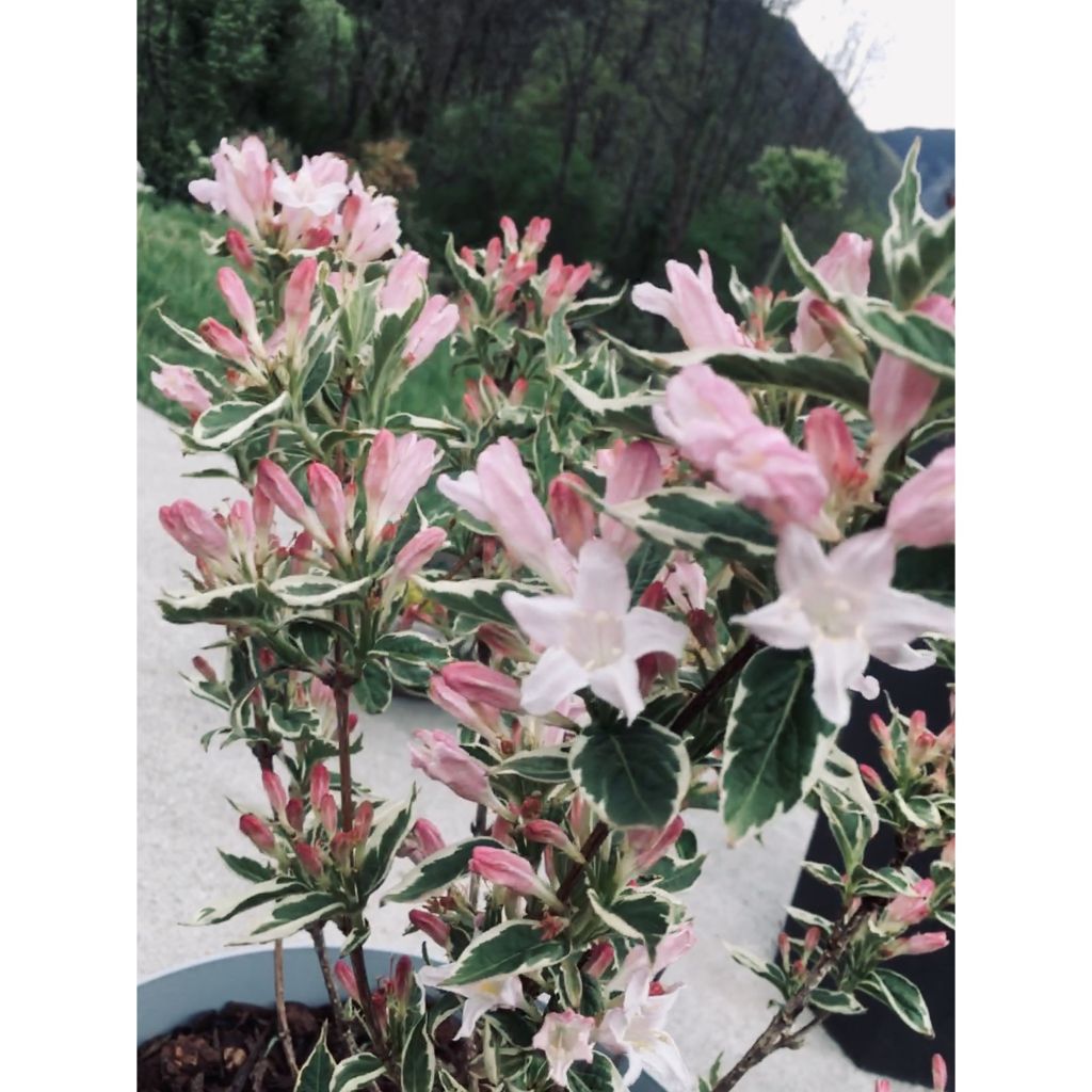 Weigelia Nana Variegata