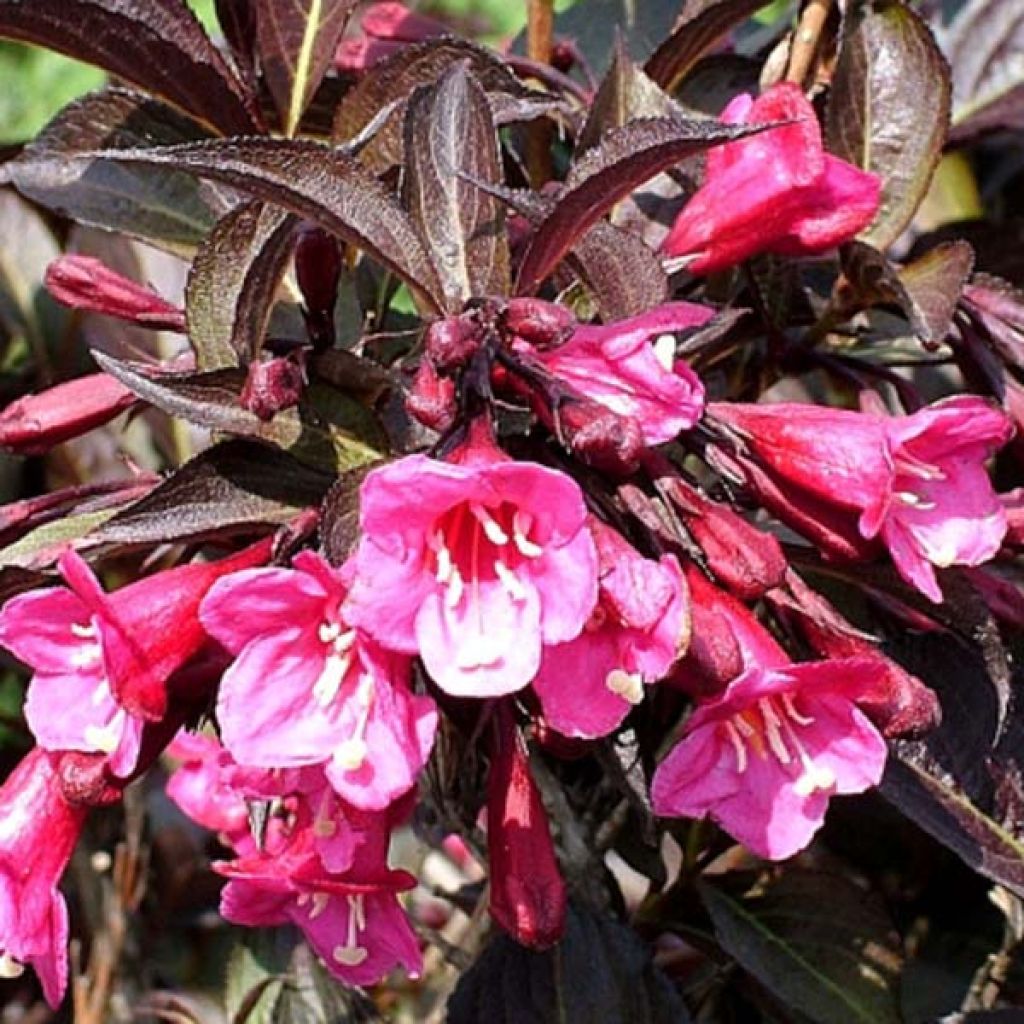 Weigelia Victoria