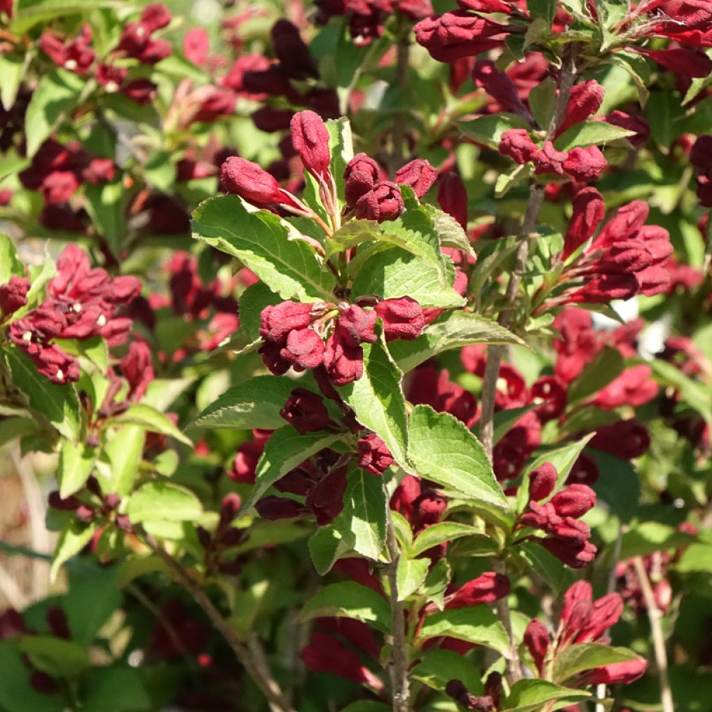 Weigelia Cherry Love