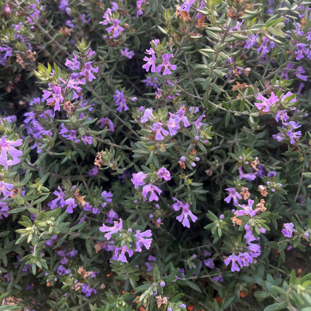 Westringia fruticosa Blue Gem - Falso rosmarino 