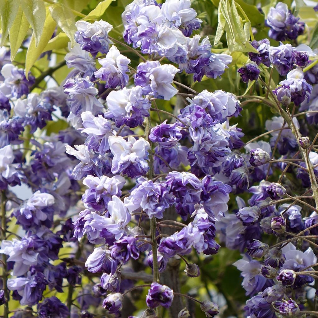 Wisteria venusta Grande Diva Cecilia - Glicine
