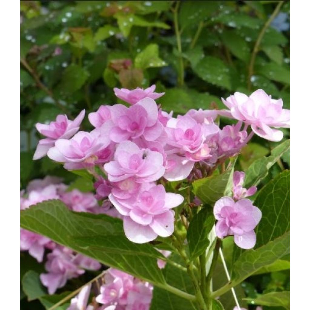 Hydrangea macrophylla You and Me Romance - Ortensia