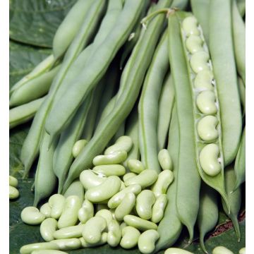 Fagiolo da sgranare Flajoly