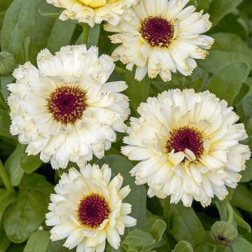 Calendula officinalis Snow Princess - Fiorrancio