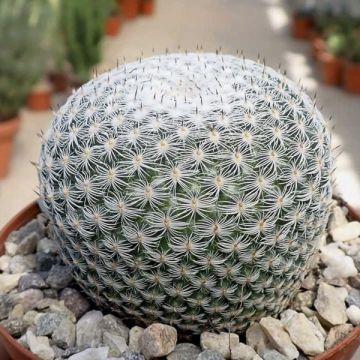 Mammillaria perbella