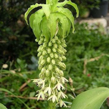 Eucomis bicolor Alba - Giglio di ananas