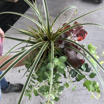 Composizione Magica d'Autunno - composizione di 4 piante