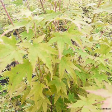 Acer palmatum Red Wood - Acero giapponese