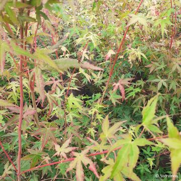 Acer palmatum Ueno Yama - Acero giapponese