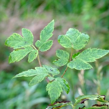 Anemonopsis macrophylla