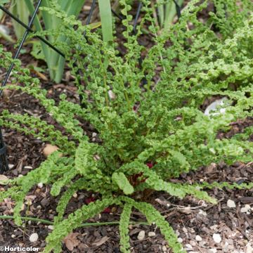 Athyrium filix-femina Frizelliae - Felce femmina