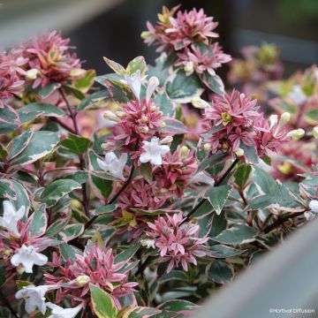 Abelia grandiflora Psykedelik
