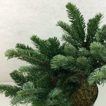 Abies amabilis Spreading Star - Abete amabile