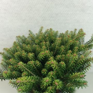 Abete coreano Luminetta - Abies koreana