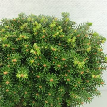 Abete coreano Nadelkissen - Abies koreana
