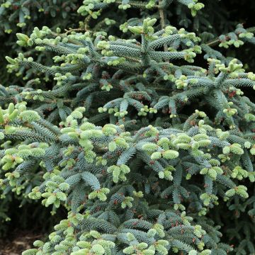 Abies pinsapo Glauca - Abete di Spagna